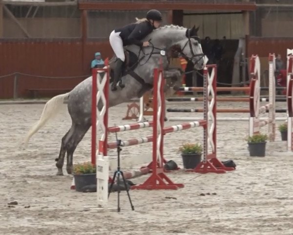 jumper Countdown 77 (Holsteiner, 2019, from Catch)