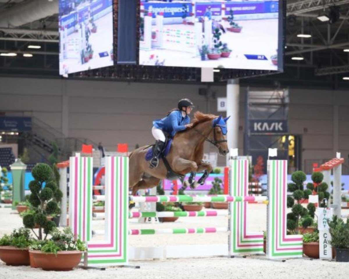 horse Altesse de Burgo (Selle Français, 2010, from Ok du Rozel)