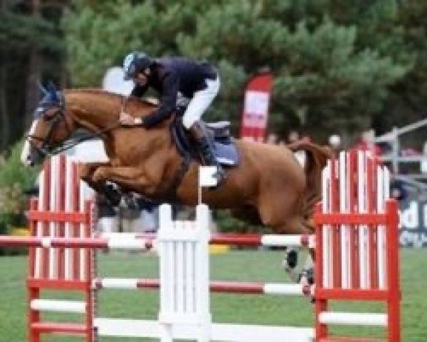 stallion Kiwi du Fraigneau (Selle Français, 1998, from Alcyon du Defey) stallion Kiwi du Fraigneau (Selle Français, 1998, from Alcyon du Defey)