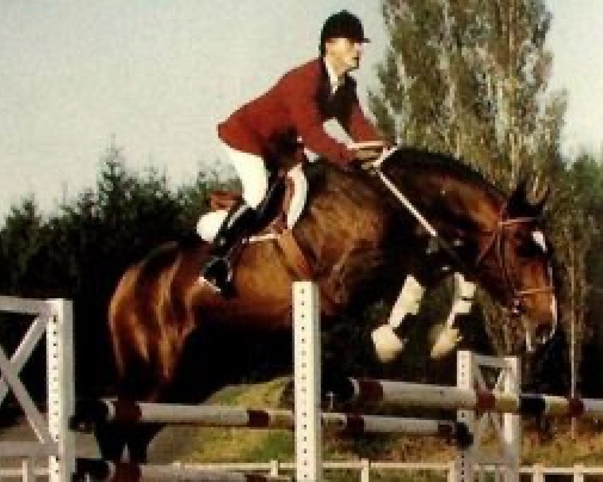 stallion Alcyon du Defey (Selle Français, 1988, from Alme)