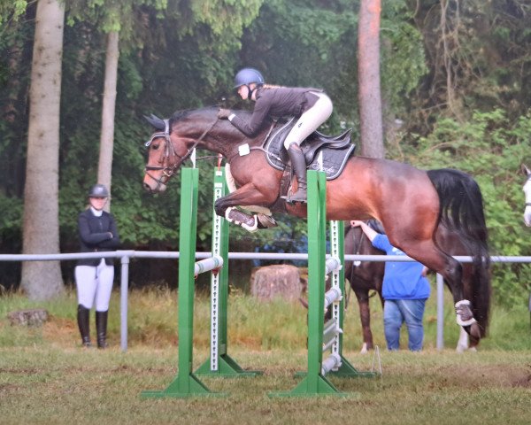 jumper Silva Jm (Hanoverian, 2017, from Szenario)