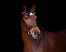 dressage horse Selection of Hope (Hanoverian, 2017, from Sir Heinrich OLD)