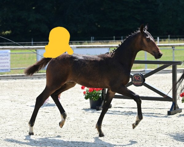 horse Ria (Westphalian, 2022, from Diarado)
