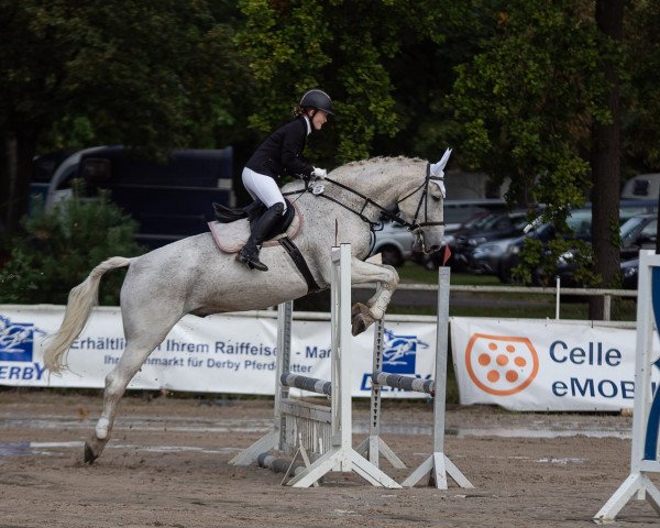 jumper Pantuffle (Hanoverian, 2001, from Pino Colado)
