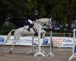 jumper Pantuffle (Hanoverian, 2001, from Pino Colado)