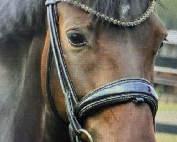 broodmare Baccara (German Riding Pony, 2017, from D-Day AT)