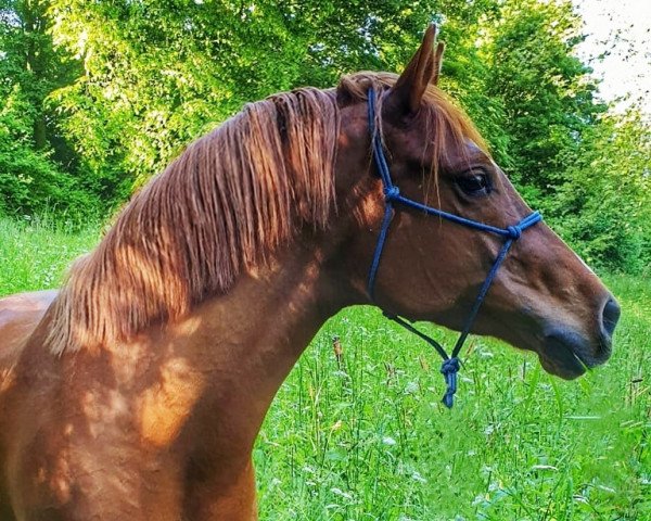 horse Big Di'Vogue (German Riding Pony, 2013, from Big Dresscode)