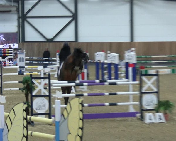 Reitturnier Zwickau 2023