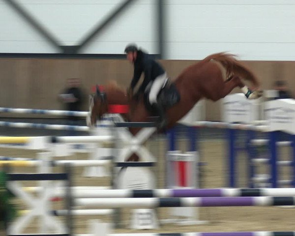 Reitturnier Zwickau 2023