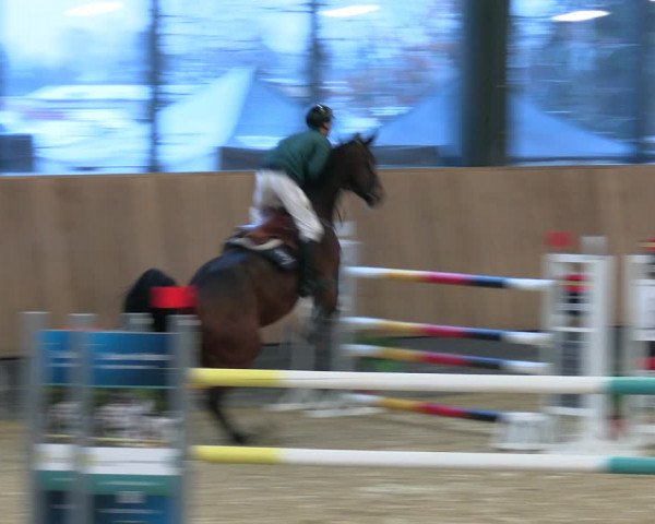 Reitturnier Zwickau 2023