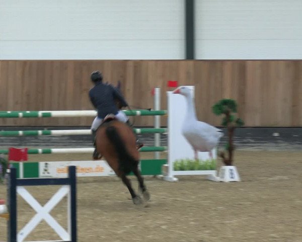 Reitturnier Zwickau 2023