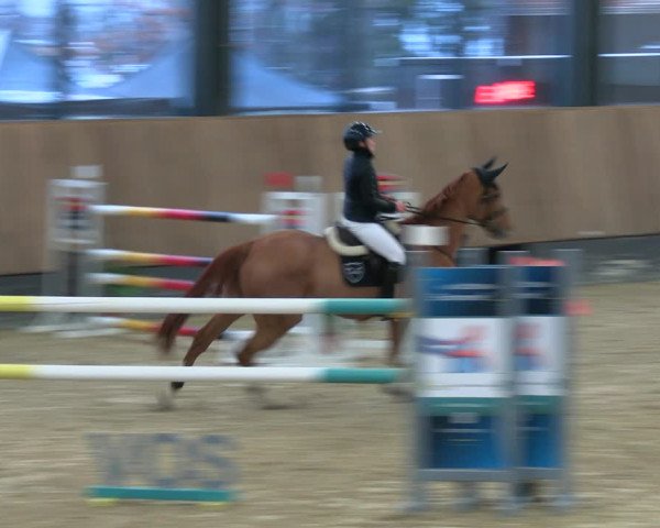 Reitturnier Zwickau 2023