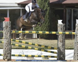 broodmare Umea de Pleville (Selle Français, 2008, from Casall Ask)