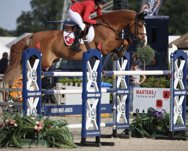 jumper Grace (KWPN (Royal Dutch Sporthorse), 2011, from Vingino)