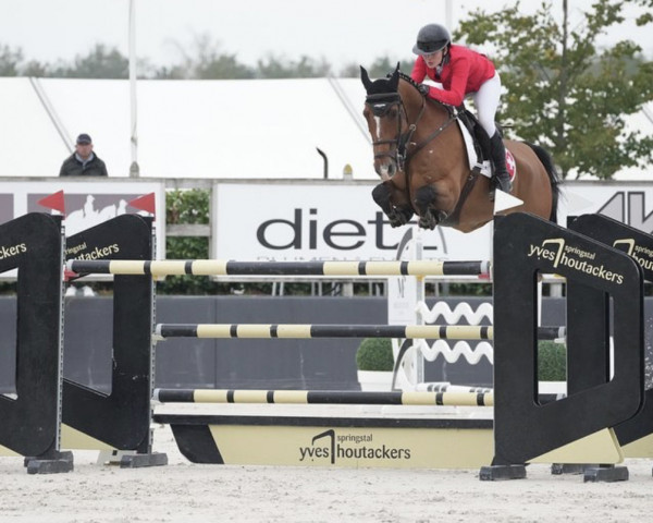 jumper Koriano van Klapscheut (Belgian Warmblood, 2010, from Lord Z) jumper Koriano van Klapscheut (Belgian Warmblood, 2010, from Lord Z)