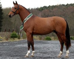 jumper Heartvit Zh (Czech Warmblood, 2013, from Forever van de Noordheuvel)