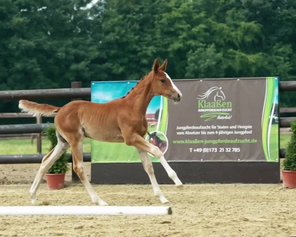 Video of Donnergirl