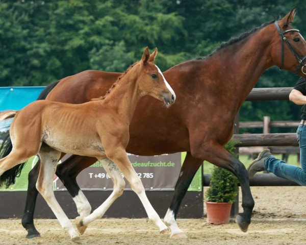 broodmare Donnergirl (Rhinelander, 2002, from Donquestador)