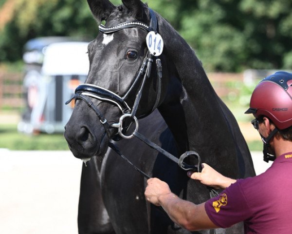 horse Dacosa 3 (German Sport Horse, 2020, from DSP de Sandro)