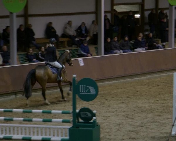 Reitturnier Gahlen 2023