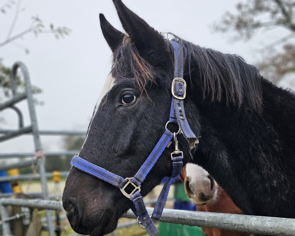 horse K.C. Let’s Dance (Hanoverian, 2022, from Lord Europe)