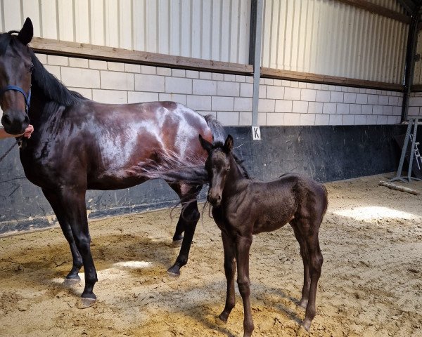 Deckhengst K.C. Tango (Hannoveraner, 2023, von Total McLaren)