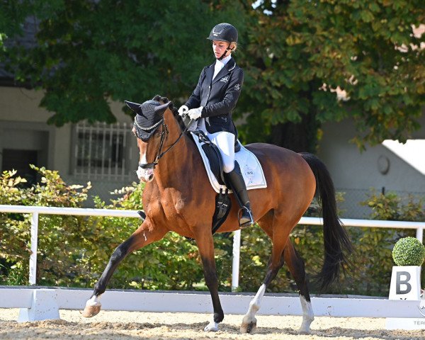 dressage horse Bella Italia (Hanoverian, 2016, from Buckingham)