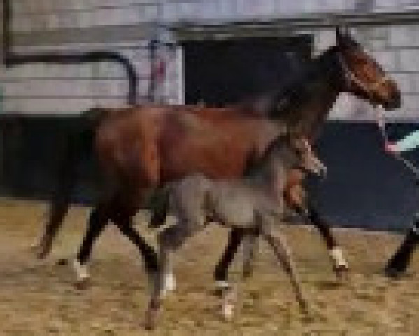 broodmare K.C. Eleonora (Hanoverian, 2023, from Escamillo)