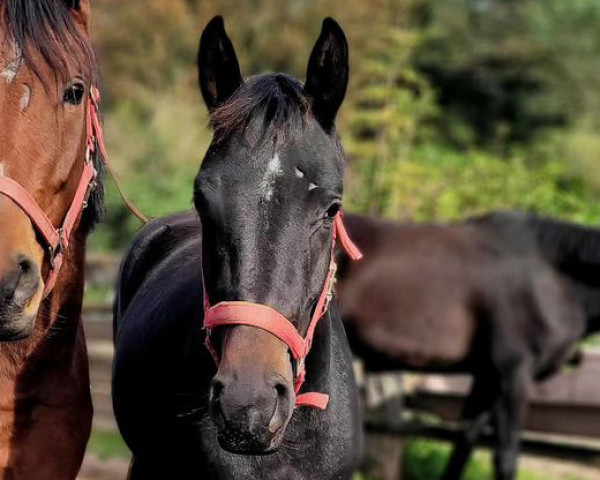 broodmare K.C. Tiffany (Hanoverian, 2021, from Total Hope OLD)