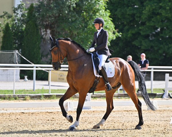 dressage horse de Luxe Vf (Hanoverian, 2014, from Tailormade's Diarado's Boy 256 FIN)