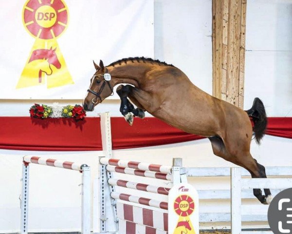 stallion United Mexx (Holsteiner, 2021, from Uriko)