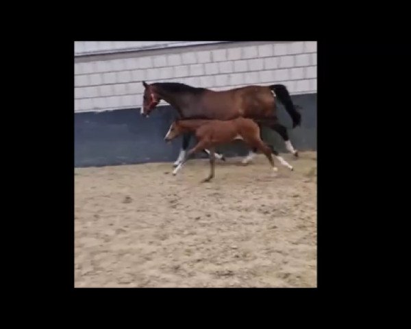 broodmare K.C. Count on me (Hanoverian, 2023, from Chacoon Blue)