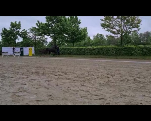 Video of K.C. Song d'Amour