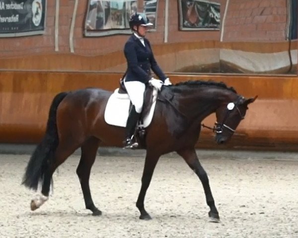 broodmare K.C. Dalida (Hanoverian, 2017, from Diamond Hit)
