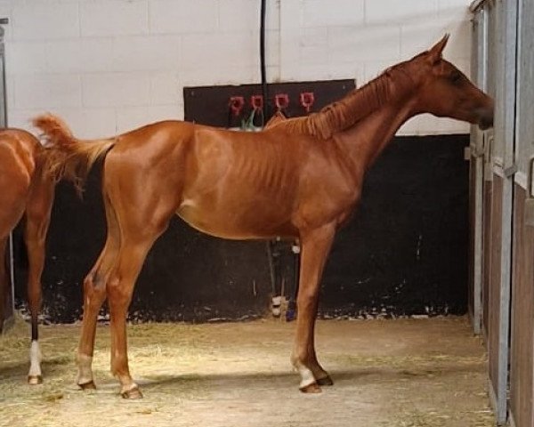 stallion K.C. Violent Night (Hanoverian, 2022, from Viva Gold OLD)