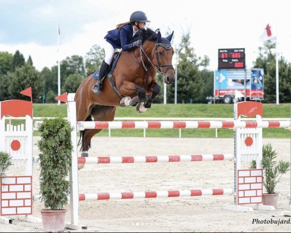 jumper Tactik (Holsteiner, 2007, from Contender)