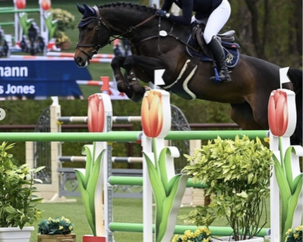 jumper Agneta Charming Miss Jones (Hanoverian, 2005, from Ars Vivendi)