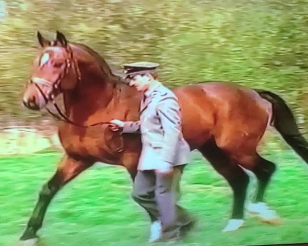 Video von Wanderer