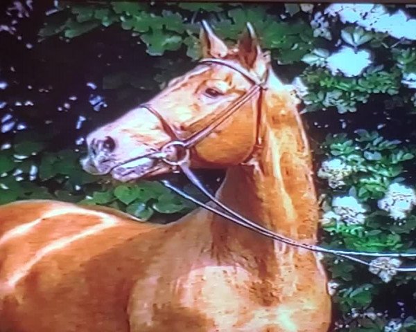 Video von Werther