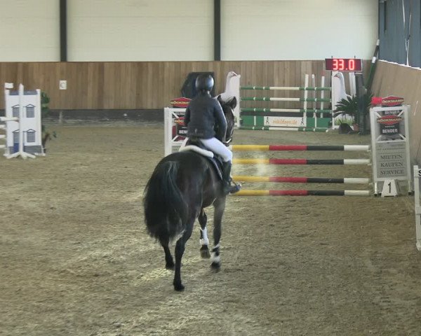 Reitturnier Zwickau 2023
