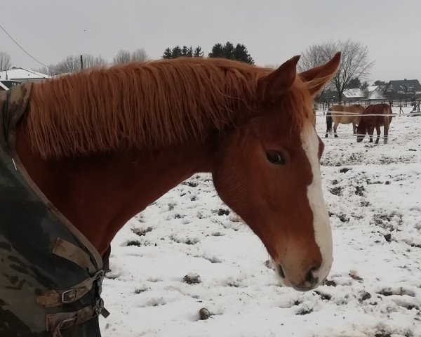 horse Arjen (Rhinelander, 2016, from Avicii)