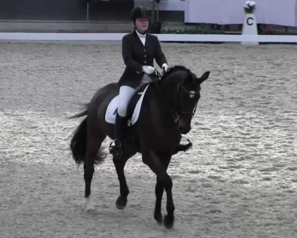 dressage horse Was Nun 2 (Hanoverian, 2004, from Wolkentanz I) dressage horse Was Nun 2 (Hanoverian, 2004, from Wolkentanz I)