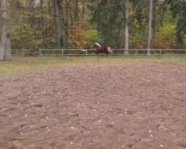 Video of Hermine