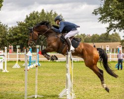 jumper Sandmann 85 (Holsteiner, 2016, from Sandro Boy)