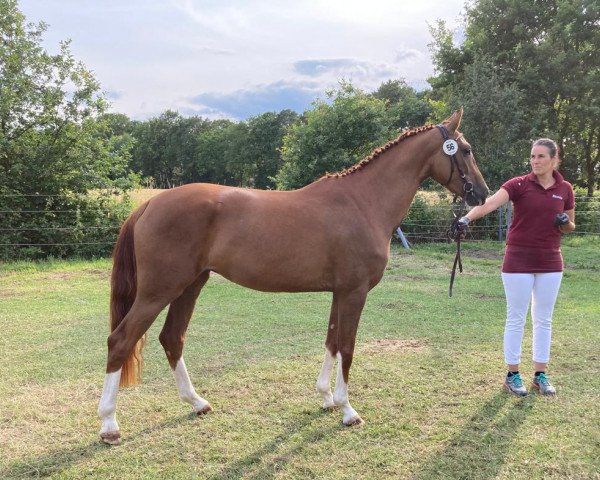 Pferd Felice (Westfale, 2020, von Fürst Samarant)