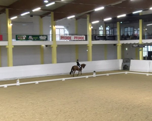 Reitturnier Stadl-Paura 2023