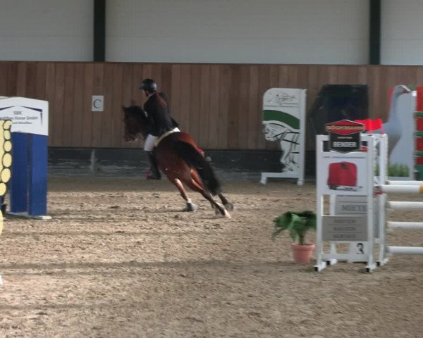 Reitturnier Zwickau 2023
