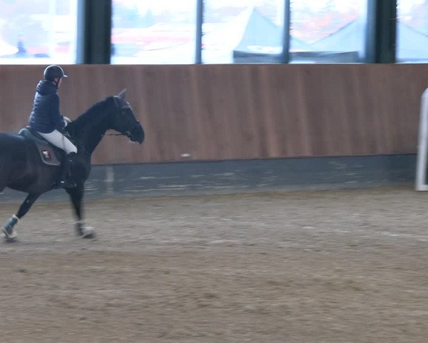 Reitturnier Zwickau 2023