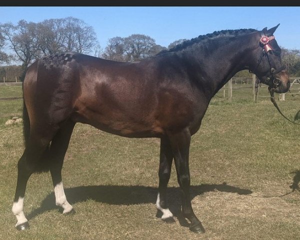 horse Barkway Little Toff (British Riding Pony, 2018, from Beckside Little Toff)