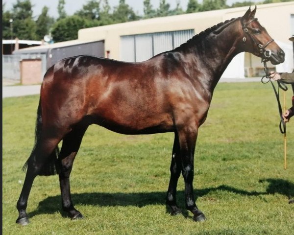 Deckhengst Kingvean Rock Star (British Riding Pony, 2004, von Comberton Cadet)